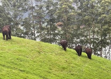 munnar