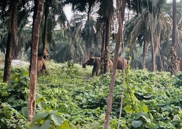 Oberon Tours Athirapally Wild Elephant 