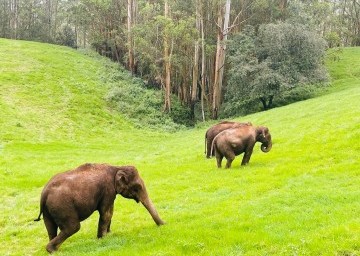 munnar